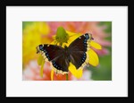 Morning Cloak North American Butterfly by Anonymous