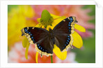 Morning Cloak North American Butterfly by Anonymous