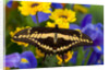 Thoas Swallowtail Resting on Irises and Daisies by Anonymous