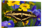 Thoas Swallowtail Resting on Irises and Daisies by Anonymous