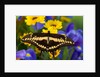 Thoas Swallowtail Resting on Irises and Daisies by Anonymous