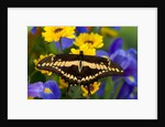 Thoas Swallowtail Resting on Irises and Daisies by Anonymous