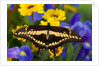 Thoas Swallowtail Resting on Irises and Daisies by Anonymous