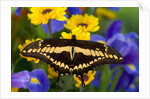 Thoas Swallowtail Resting on Irises and Daisies by Anonymous
