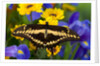 Thoas Swallowtail Resting on Irises and Daisies by Anonymous