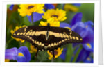Thoas Swallowtail Resting on Irises and Daisies by Anonymous
