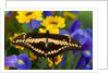 Thoas Swallowtail Resting on Irises and Daisies by Anonymous