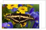 Thoas Swallowtail Resting on Irises and Daisies by Anonymous