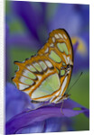 Malachite Butterfly Resting on an Iris by Anonymous