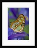 Malachite Butterfly Resting on an Iris by Anonymous