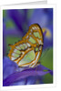 Malachite Butterfly Resting on an Iris by Anonymous
