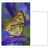 Malachite Butterfly Resting on an Iris by Anonymous