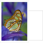 Malachite Butterfly Resting on an Iris by Anonymous