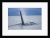 Dorsal Fin of Orca Whale in Alaska by Anonymous