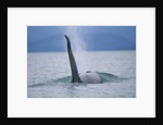 Dorsal Fin of Orca Whale in Alaska by Anonymous
