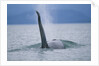 Dorsal Fin of Orca Whale in Alaska by Anonymous