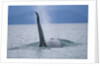 Dorsal Fin of Orca Whale in Alaska by Anonymous