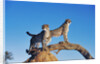 Cheetahs by Anonymous