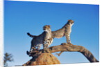 Cheetahs by Anonymous
