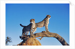 Cheetahs by Anonymous