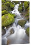 Small Creek by Anonymous