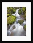 Small Creek by Anonymous