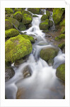 Small Creek by Anonymous