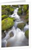 Small Creek by Anonymous