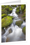 Small Creek by Anonymous