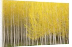 Row of Trees by Anonymous
