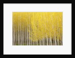 Row of Trees by Anonymous