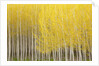 Row of Trees by Anonymous