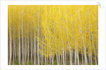 Row of Trees by Anonymous