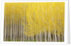 Row of Trees by Anonymous