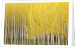Row of Trees by Anonymous