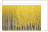 Row of Trees by Anonymous