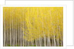 Row of Trees by Anonymous
