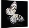 Butterfly by Anonymous