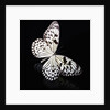 Butterfly by Anonymous