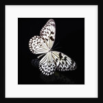 Butterfly by Anonymous