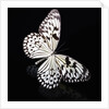 Butterfly by Anonymous