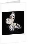 Butterfly by Anonymous