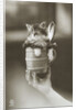 Kitten in a Beer Stein by Anonymous
