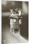 Kitten in a Beer Stein by Anonymous