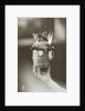 Kitten in a Beer Stein by Anonymous
