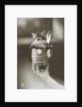 Kitten in a Beer Stein by Anonymous