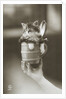 Kitten in a Beer Stein by Anonymous