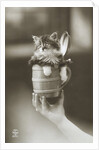 Kitten in a Beer Stein by Anonymous