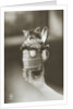 Kitten in a Beer Stein by Anonymous
