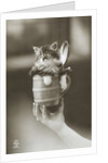 Kitten in a Beer Stein by Anonymous